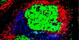 小鼠研究揭示了酶在免疫系统中的新作用