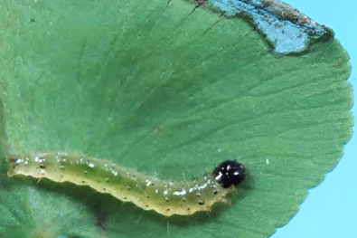 研究发现飞蛾可以减缓入侵蕨类植物的传播