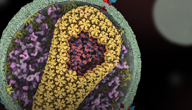 HIV-药物结合结构指向耐药机制