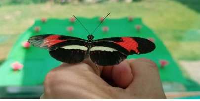 新研究发现蝴蝶可以记住相当大空间内的事物所在位置