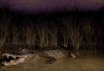 研究揭示了从佛罗里达大沼泽地清除入侵凯门鳄的成功策略