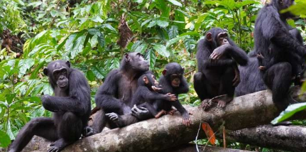 黑猩猩利用山顶对敌对群体进行侦察