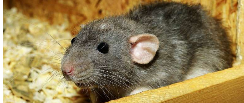 新研究发现老鼠有想象力