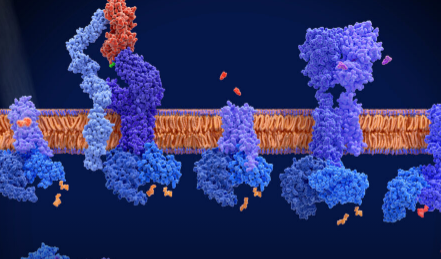 AI预测GPCR如何响应药物样分子