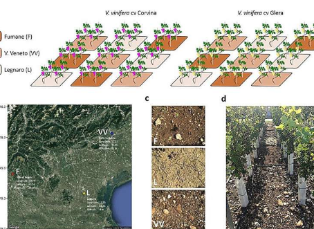 挖掘风土效应葡萄对土壤变化的转录反应