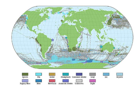 WhaleVis将一个多世纪的捕鲸数据转化为交互式地图