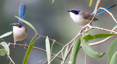 紫冠细尾鹩莺为什么要进行合作繁殖