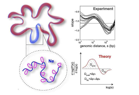 物理学家模拟染色体折叠揭示环如何影响基因组的空间组织