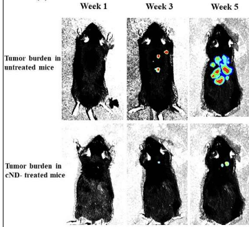 研究表明纳米金刚石可以阻止小鼠肿瘤转移