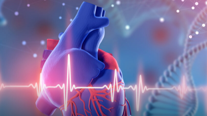 多腔心脏类器官可用于研究器官发育和缺陷