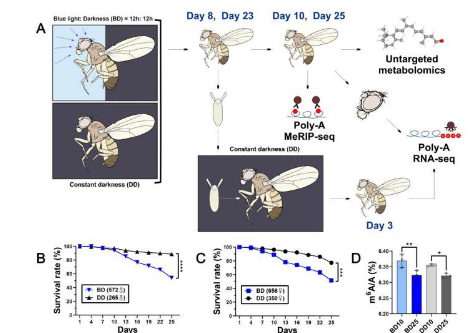 果蝇研究发现蓝光暴露可能会影响与衰老相关的过程