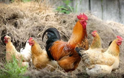 新型益生菌应用方法显示出作为鸡生长促进剂的前景