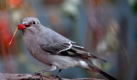 为什么数十种北美鸟类有了新名字每个名字都有一个故事