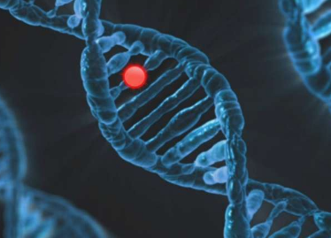 研究表明促进繁殖的基因突变往往会缩短人类寿命