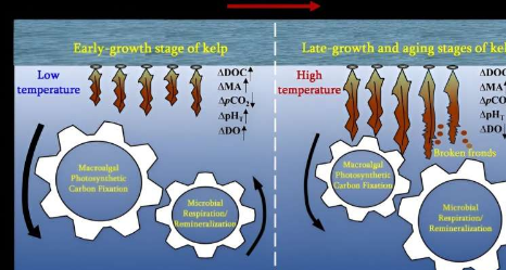 研究发现海藻养殖环境并不总是起到二氧化碳汇的作用