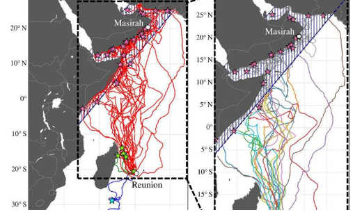 标记的海龟和 3D 洋流地图揭示了红蠵龟的导航机制