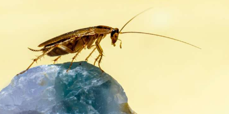 蟑螂可以在群体之间传播抗菌素耐药性基因
