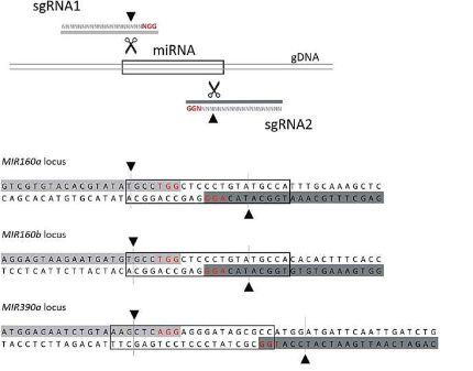 CRISPR/Cas9在微调四倍体马铃薯miRNA表达中的作用