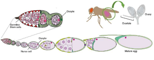 环境微生物如何促进果蝇繁殖