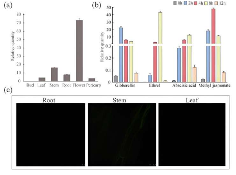 CsS40转录因子在茶树生理和衰老中的作用的发现