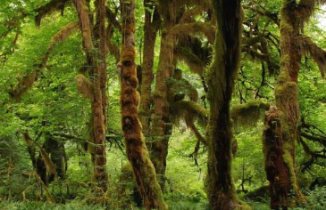 过度拥挤会增加树木死亡率这或许可以解释热带森林生物多样性较高的原因