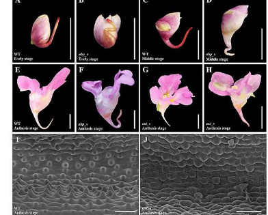 研究小组揭示了凤仙花刺激发育的细胞和分子基础