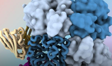 新型抗体将流感病毒蛋白的隐藏区域归零