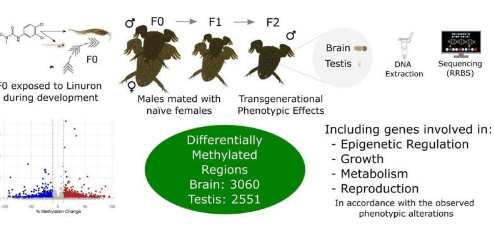 新研究揭示农药利谷隆对青蛙的跨代影响