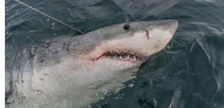 流浪白鲨的史诗般的旅程如何为保护它们提供线索