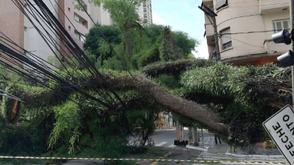 木材状况 根系收缩和修剪不当可作为城市树木枯萎的预测因素
