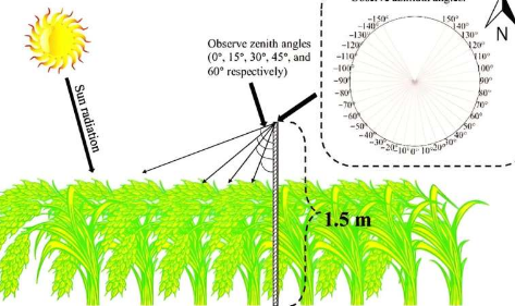 增强作物生产力分析使用SIF和PRI准确估算水稻冠层GPP的新方法