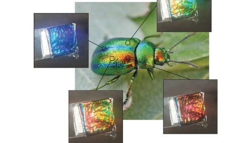 生活在黑暗中的甲虫教我们如何制作可持续的颜色