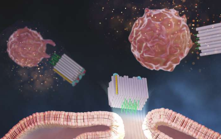 基于DNA折纸的疫苗平台通过纳米级精确的分子间距增强抗肿瘤反应