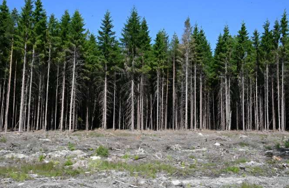 挪威重大树皮甲虫爆发的风险增加