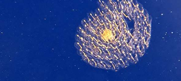 将樽海鞘描述为海洋微生物的捕食者