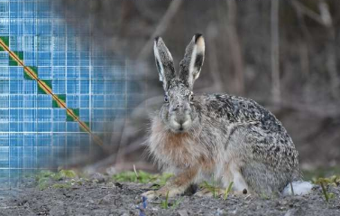 解码复活节兔子芬兰东部棕兔代表物种基因组标准