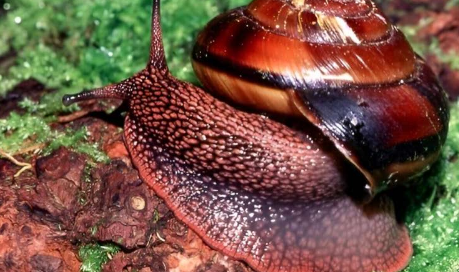 一种杀死农业害虫的产品对太平洋西北本土蜗牛也是致命的