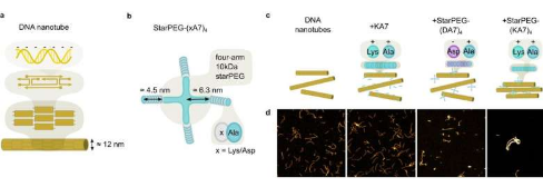 DNA纳米管环研究团队开发出人造细胞的重要组成部分