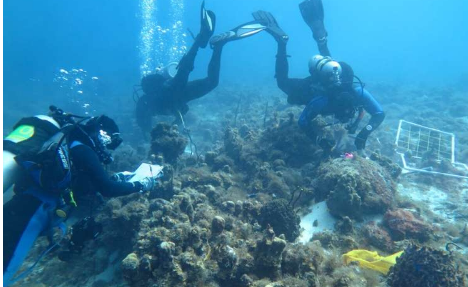 严重的飓风促进了幼鱼的涌入和珊瑚礁海绵中的基因流动