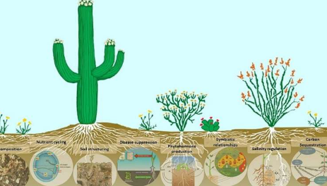 强大的微生物土壤微生物正在对抗荒漠化