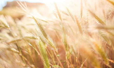 研究人员发现大麦中有毒生物碱的关键基因