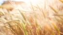 研究人员发现大麦中有毒生物碱的关键基因
