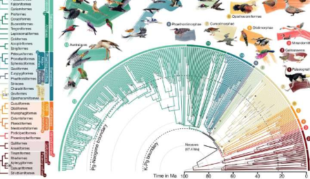 计算工具促进新的和改进的鸟类家谱的重建