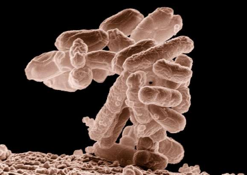 发现对多重耐药细菌有效的新型抗生素