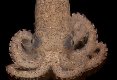 海洋变暖造成的热应激损害章鱼的视力