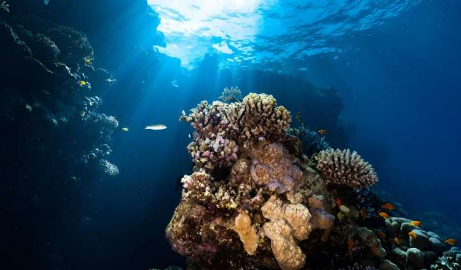 红海的自然历史及其珊瑚的不确定未来