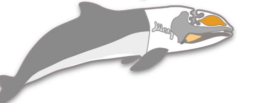 新研究表明齿鲸回声定位器官是从下颌肌肉进化而来的