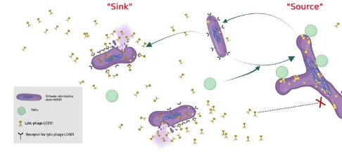 科学家在噬菌体细菌军备竞赛中发现新的噬菌体抵抗机制