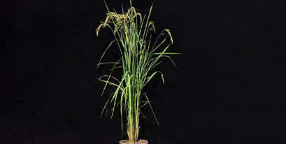 科学家开发生物强化大米以应对营养缺乏
