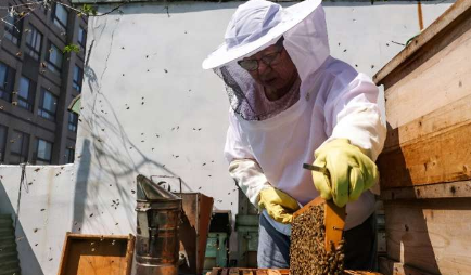 甜蜜的教训城市养蜂获得积极关注